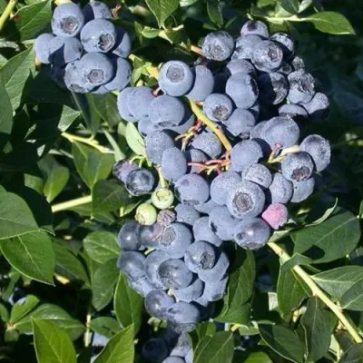 Голубика БОНУС в Краснодаре