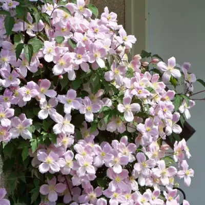 Клематис ГОРНЫЙ в Краснодаре