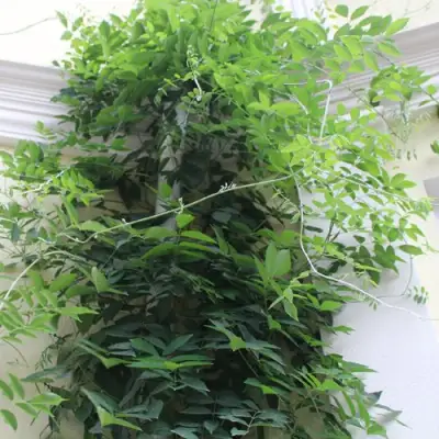 Глициния макростахия БЛЮ МУН в Краснодаре