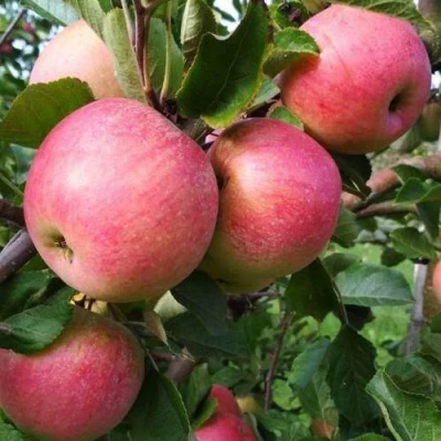 Яблоня ТЕРЕМОК в Краснодаре