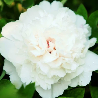 Пион СНЕЖНАЯ КРЕПОСТЬ древовидный в Краснодаре