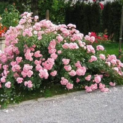 Роза БОНИКА флорибунда в Краснодаре