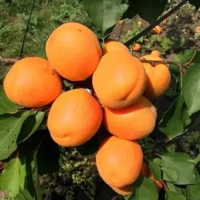 Абрикос ХАРГРАНД в Краснодаре