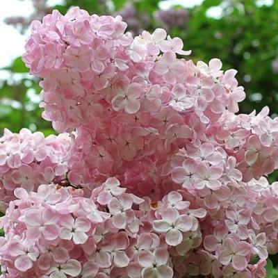 Сирень ВЕЧЕРНИЙ ЗВОН в Краснодаре