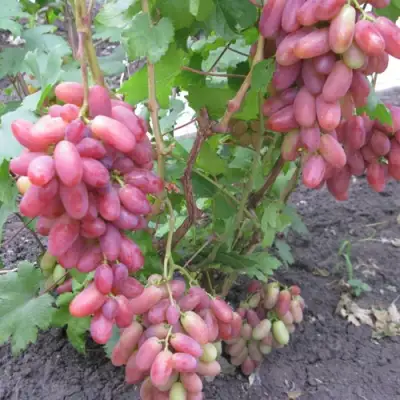 Виноград ЮЛИАН в Краснодаре