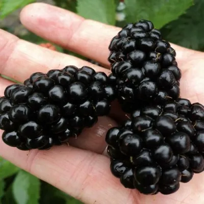 Ежевика ПОЛАР бесшипная в Краснодаре