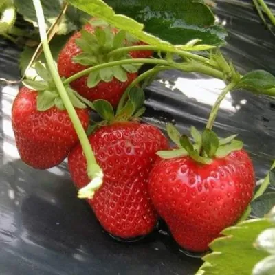 Клубника МОНТЕРЕЙ ремонтантная в Краснодаре