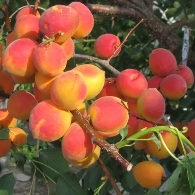 Абрикос РУБИН в Краснодаре