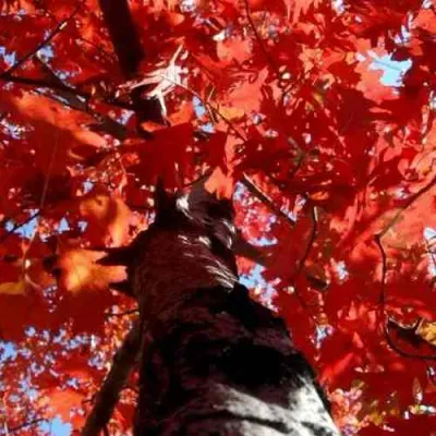 Дуб красный  в Краснодаре