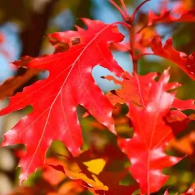 Дуб красный  в Краснодаре