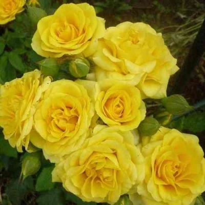 саженцы розы ЕЛЛОУ БЭЙБИ