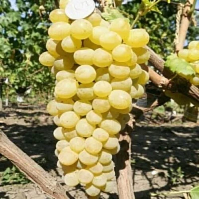 Виноград КИШМИШ ЗОЛОТЦЕ в Краснодаре