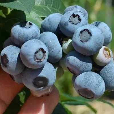 Голубика СИЕРРА в Краснодаре