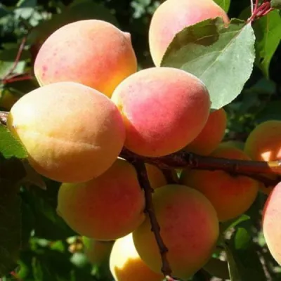 Абрикос СЮРПРИЗ в Краснодаре