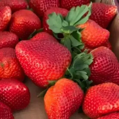 Клубника МОНТЕРЕЙ ремонтантная в Краснодаре