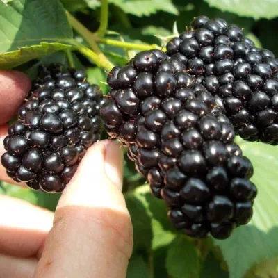 Ежевика НАТЧЕЗ бесшипная в Краснодаре