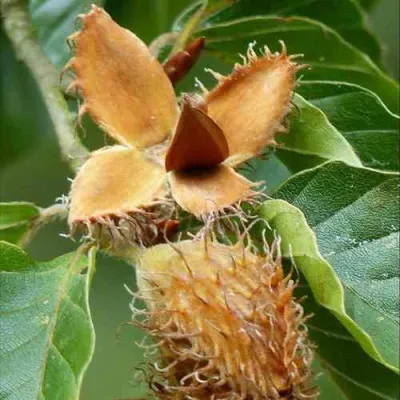 Бук обыкновенный в Краснодаре