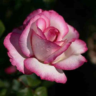 саженцы розы Дип Вотер