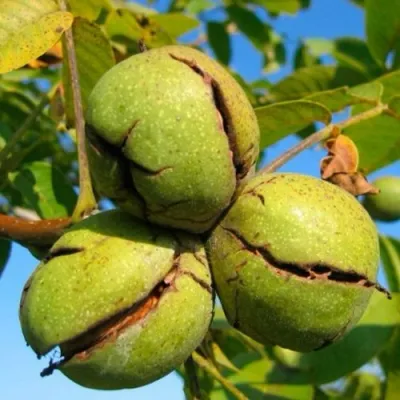 Грецкий орех ПИНСКИЙ в Краснодаре