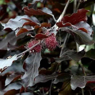 Бук лесной АТРОПУНИЦЕА в Краснодаре