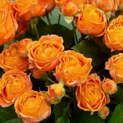 Роза КОРАЛ БАБЛС спрей в Краснодаре