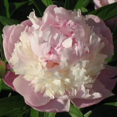 Пион ЩЕРБЕТ травянистый в Краснодаре