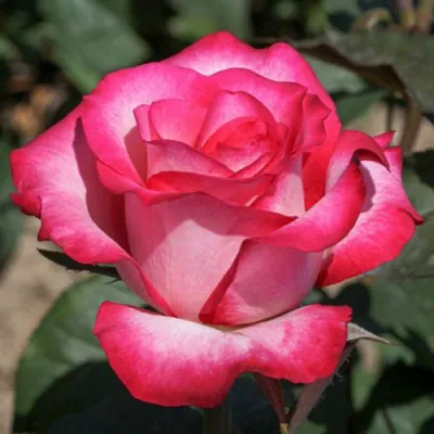 саженцы розы Хайлендер