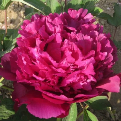 Пион ТАЙНАЯ СТРАСТЬ древовидный в Краснодаре