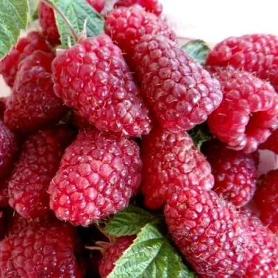 Малина КАСКАД ДЕЛАЙТ в Краснодаре