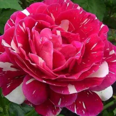 саженцы розы пестрая фантазия