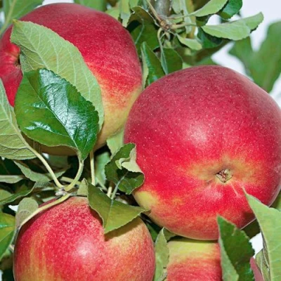 Яблоня СЕНАТОР колонновидная в Краснодаре