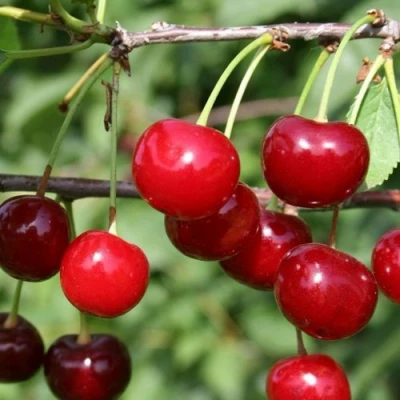 Вишня ХАРИТОНОВСКАЯ в Краснодаре