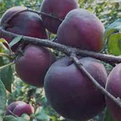 Абрикос ЧЕРНЫЙ БАРХАТ в Краснодаре