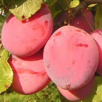 Слива ФАВОРИТЕ ДЕ СУЛТАНО в Краснодаре