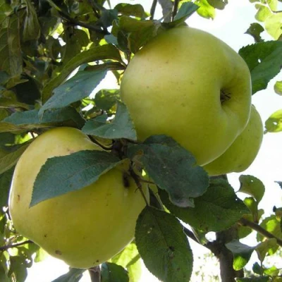 Яблоня Антоновка Обыкновенная в Краснодаре