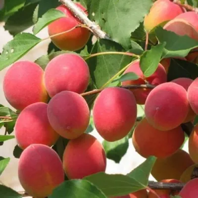 Абрикос РУБИН в Краснодаре