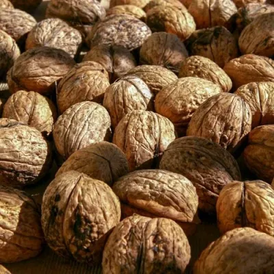 Грецкий орех ПИНСКИЙ в Краснодаре