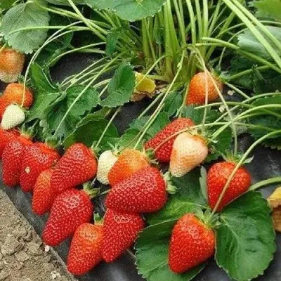 Клубника РОКСАНА в Краснодаре