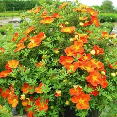 Лапчатка ОРАНЖСТАР кустарниковая в Краснодаре