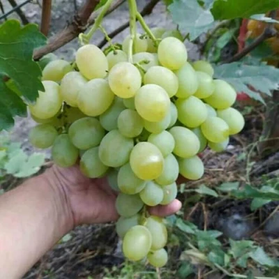Виноград ВАНЮША в Краснодаре
