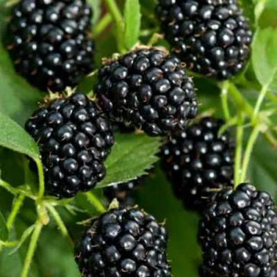 Ежевика КИТАНИНИ бесшипная в Краснодаре