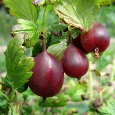 Крыжовник СЕРЕНАДА в Краснодаре