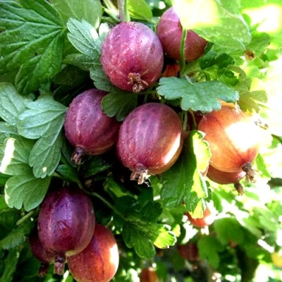 Крыжовник СЕРЕНАДА в Краснодаре