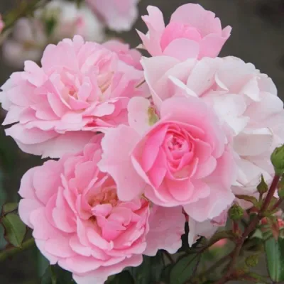 Роза БОНИКА флорибунда в Краснодаре