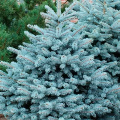 Ель СУПЕР БЛЮ СИДЛИНГ колючая в Краснодаре