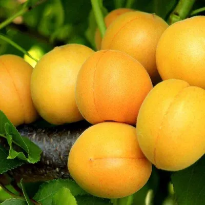 Абрикос ЦАРСКИЙ в Краснодаре