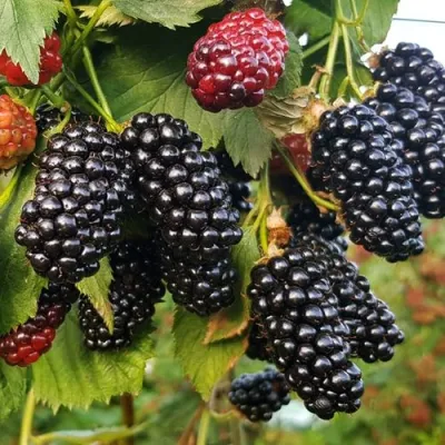 Ежевика НАТЧЕЗ бесшипная в Краснодаре