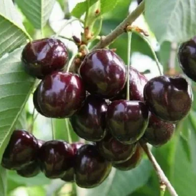 Черешня ЛЕНИНГРАДСКАЯ ЧЁРНАЯ в Краснодаре