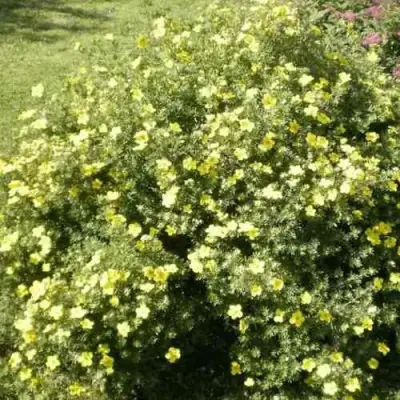 Лапчатка КЛОНДАЙК кустарниковая в Краснодаре