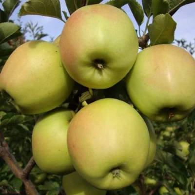 Яблоня СКИФСКОЕ ЗОЛОТО в Краснодаре